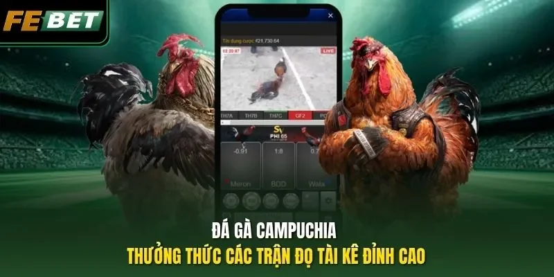 Đá Gà Campuchia - Thưởng Thức Các Trận Đọ Tài Kê Đỉnh Cao Đá Gà Campuchia - Thưởng Thức Các Trận Đọ Tài Kê Đỉnh Cao