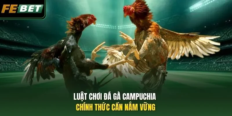 Đá Gà Campuchia - Thưởng Thức Các Trận Đọ Tài Kê Đỉnh Cao Luật chơi đá gà Campuchia chính thức cần nắm vững