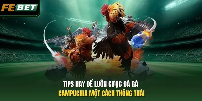 Đá Gà Campuchia - Thưởng Thức Các Trận Đọ Tài Kê Đỉnh Cao Tips hay để luôn cược đá gà Campuchia một cách thông thái